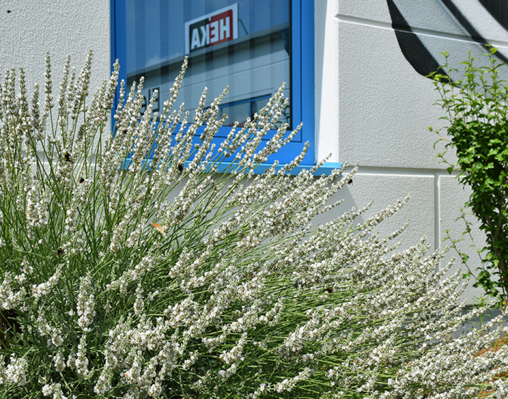 Lavendel im Sommer an unserem grünen Pausenplatz